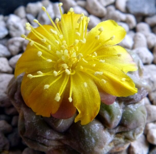 Fájl:Rebutia cintia-1.jpg