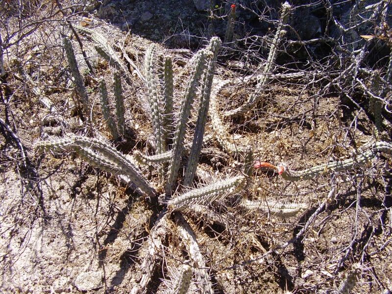 Fájl:Cleistocactus sulcifer-001.jpg