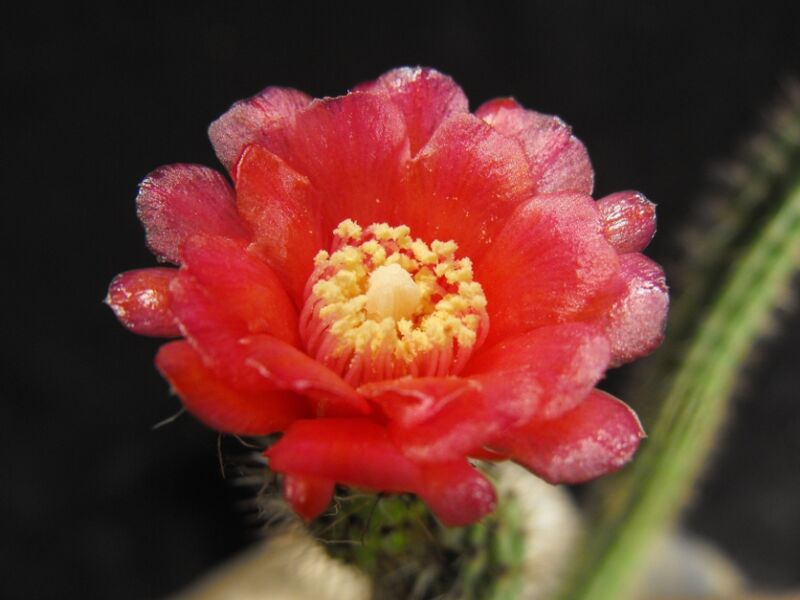 Fájl:Corryocactus tenuiculus-002.jpg