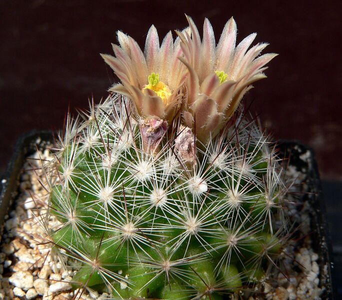 Fájl:Escobaria dasyacantha SB601.SzJ-01.jpg