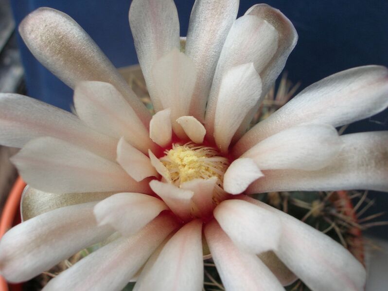 Fájl:Gymnocalycium erinaceum-001.jpg