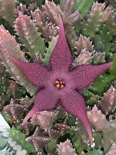 Fájl:Stapelia schinzii.BudaiF 01.jpg