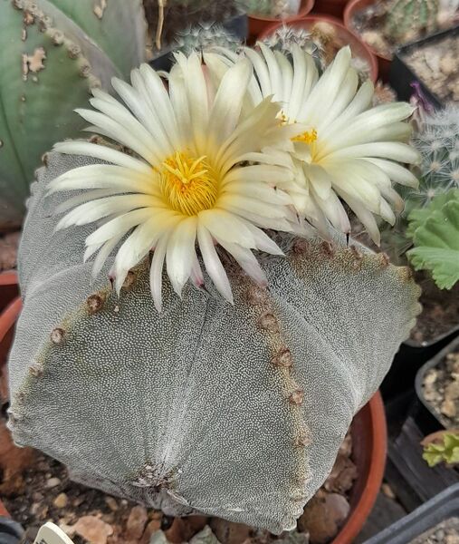 Fájl:Astrophytum myriostigma.JCs 01.jpg