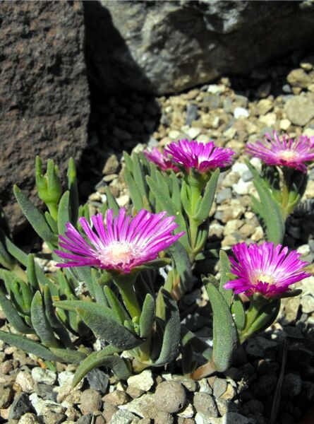 Fájl:Delosperma lydenburgense-000.jpg