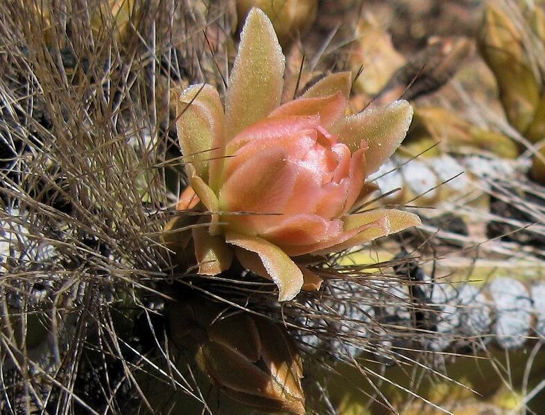 Fájl:Pachycereus schottii 01-1.jpg