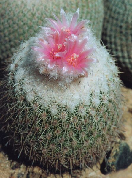 Fájl:Pozsgáslap 002-000.jpg