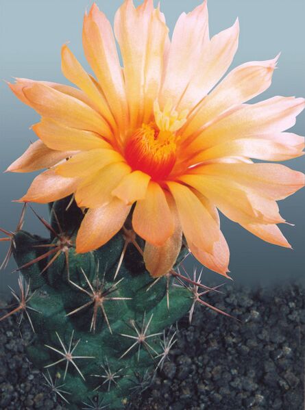 Fájl:Pozsgáslap 029-000.jpg