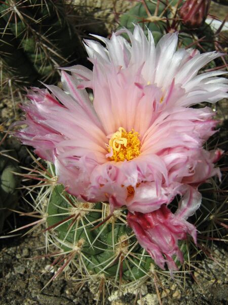 Fájl:Thelocactus conothelos subsp conothelos-0.jpg