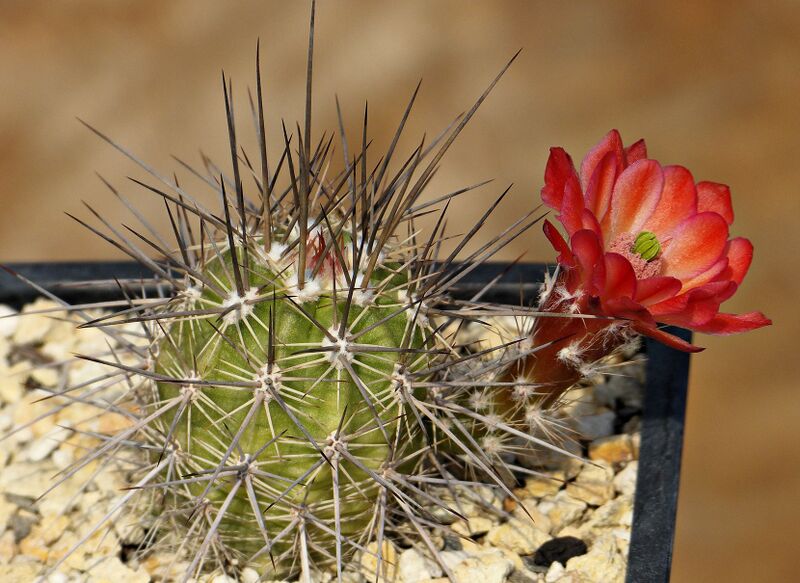 Fájl:Echinocereus pacificus PP130.SzJ 03.jpg