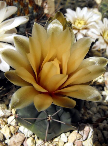 Fájl:Gymnocalycium fischeri-000.jpg