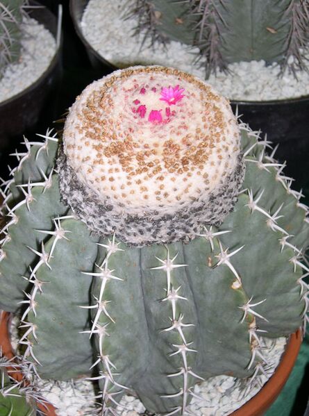 Fájl:Melocactus glaucescens-000.jpg