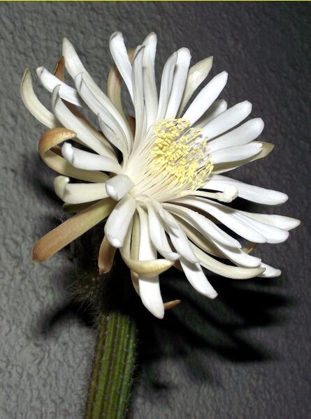 Fájl:Peniocereus serpentinus-000.jpg