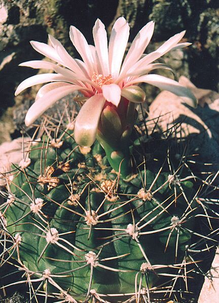 Fájl:Pozsgáslap 087-001.jpg