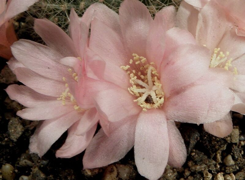 Fájl:Rebutia minuscula kariusiana-1.jpg