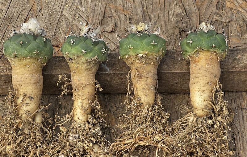 Fájl:Turbinicarpus lophophoroides.SzJ 05.jpg