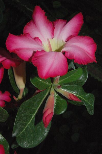 Fájl:Adenium-obesum.PL 02.jpg
