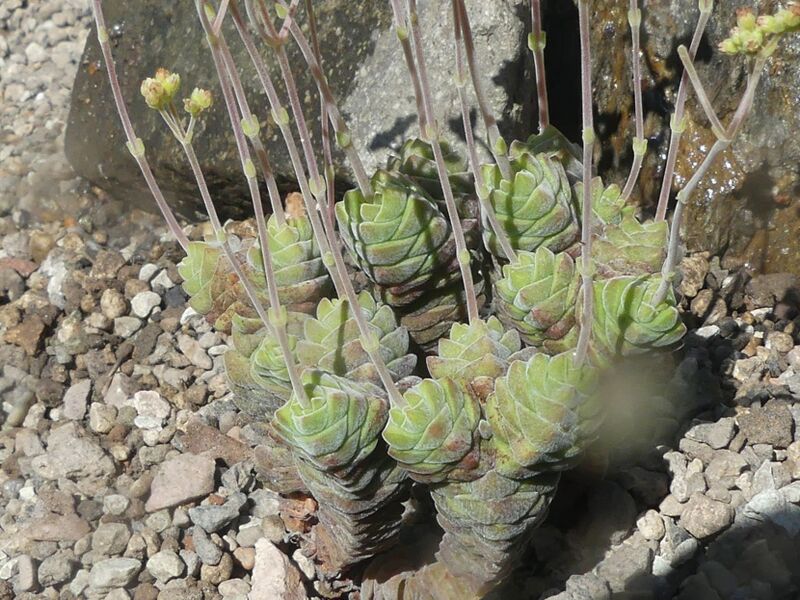 Fájl:Crassula columella.LZ 02.jpg