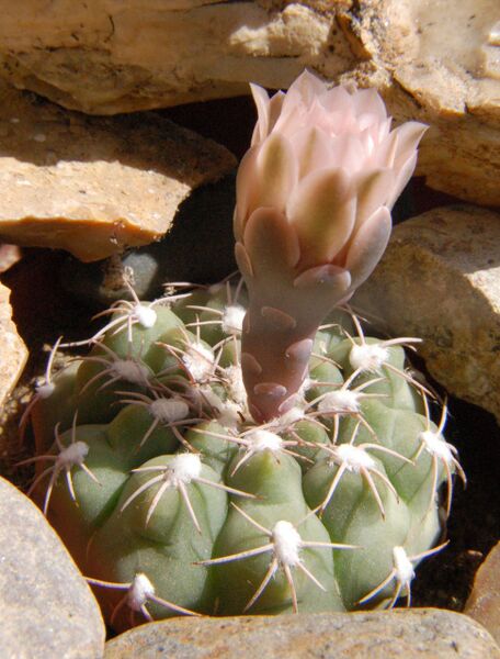 Fájl:Gymnocalycium albiareolatum-000.jpg