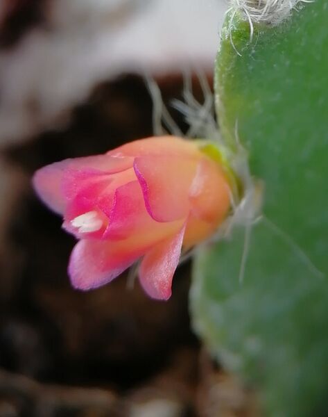 Fájl:Lymanbensonia incachacana.VZs 02.jpg