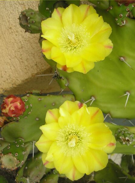 Fájl:Opuntia monacantha-0.jpg