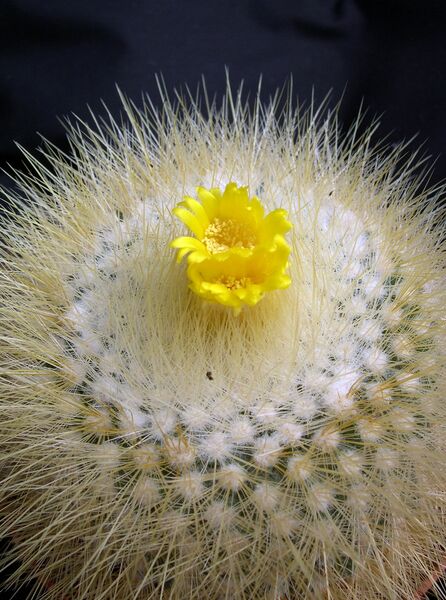 Fájl:Parodia chrysacanthion-000.jpg