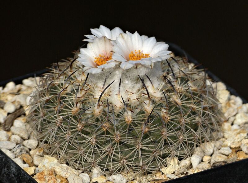 Fájl:Turbinicarpus ysabelae HO776.SzJ 02.jpg