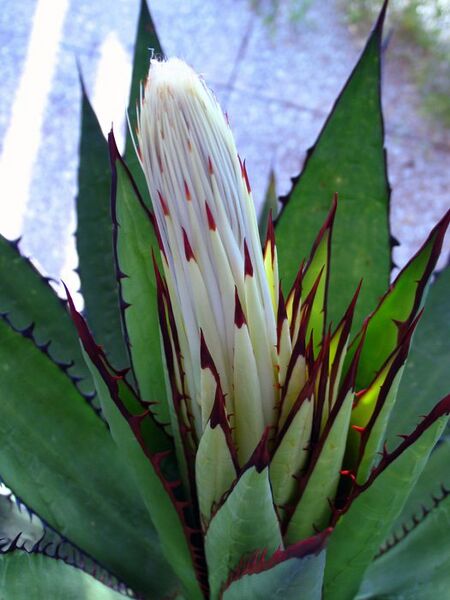 Fájl:Agave horrida.Moha 01.jpg