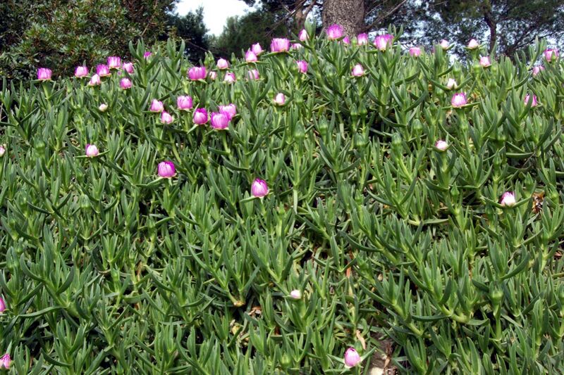 Fájl:Carpobrotus acinaciformis 2-001.jpg