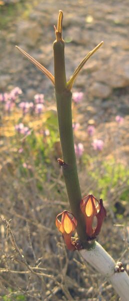 Fájl:Ceropegia fusca 1 rész-004.jpg