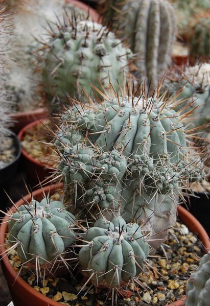 Fájl:Copiapoa cinerea-003.jpg
