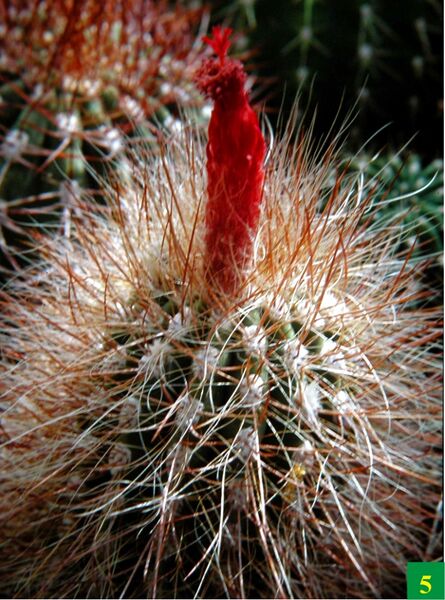 Fájl:Denmoza rhodacantha-002.jpg