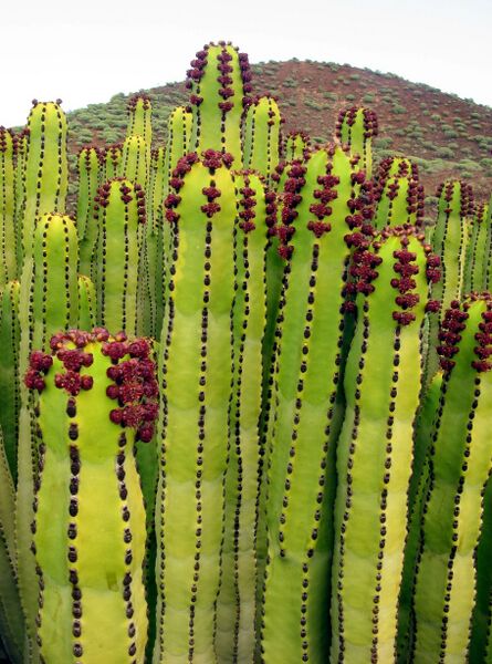 Fájl:Euphorbi canariensis 02-000.jpg