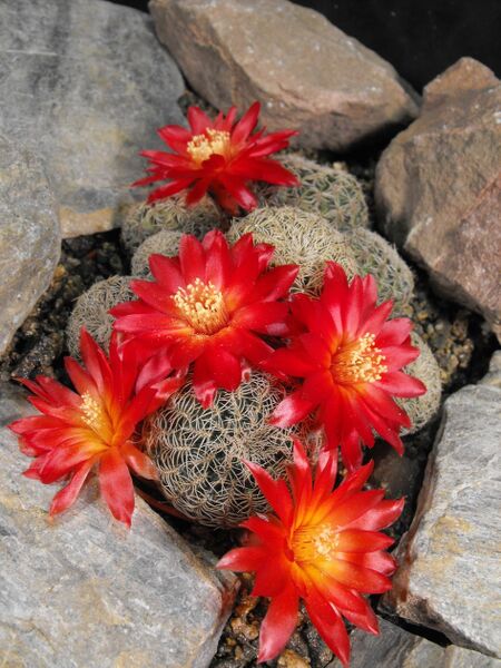 Fájl:Rebutia vasqueziana alba-0.jpg