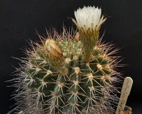 2.