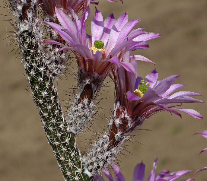 Fájl:Echinocereus poselgeri RS120.SzJ 01.jpg