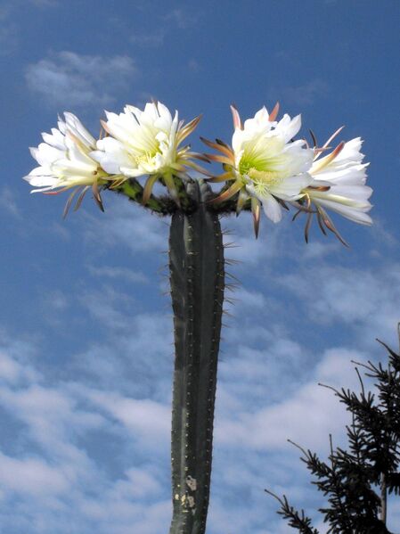 Fájl:Echinopsis pachanoi.LZ 01.jpg