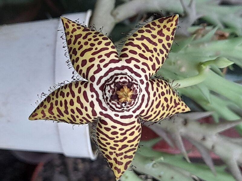 Fájl:Orbea macloughlinii.Budai 01.jpg