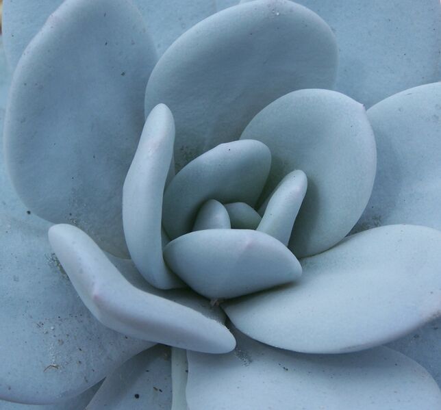Fájl:Echeveria laui-001.jpg
