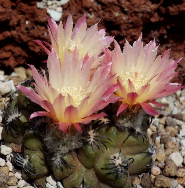 Fájl:Eriosyce napina-001.jpg