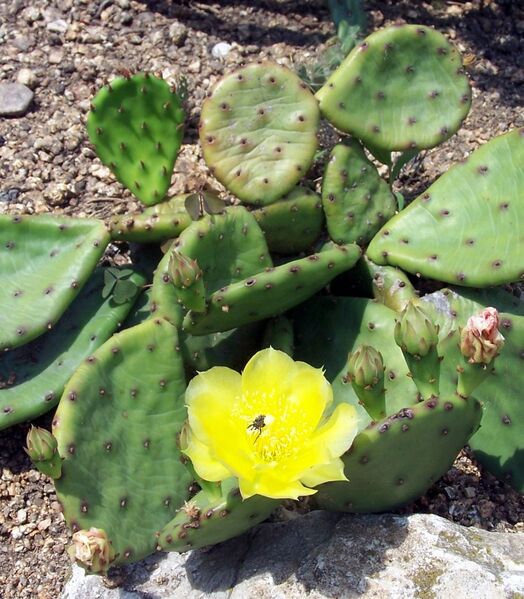 Fájl:Opuntia humifusa-1.jpg