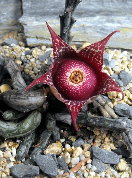 Fájl:Orbeanthus hardyi-0.jpg