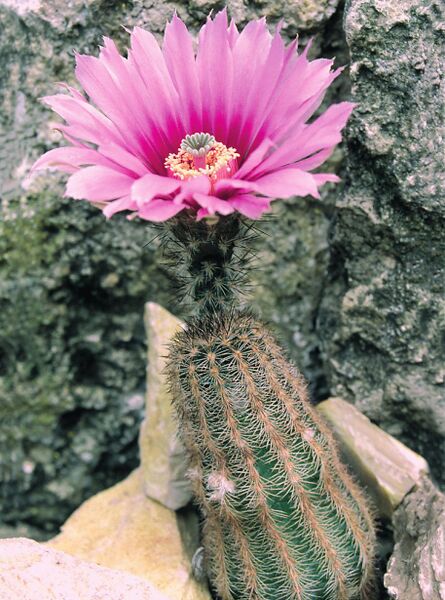 Fájl:Pozsgáslap 025-000.jpg