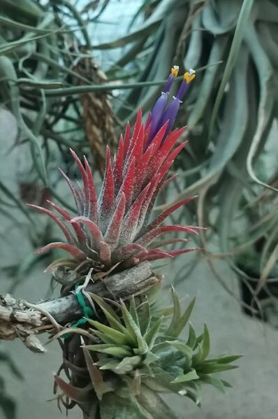 Fájl:Tillandsia ionantha.VZs 02.jpg