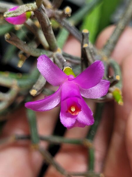 Fájl:Hatiora herminae.VZs 02.jpg