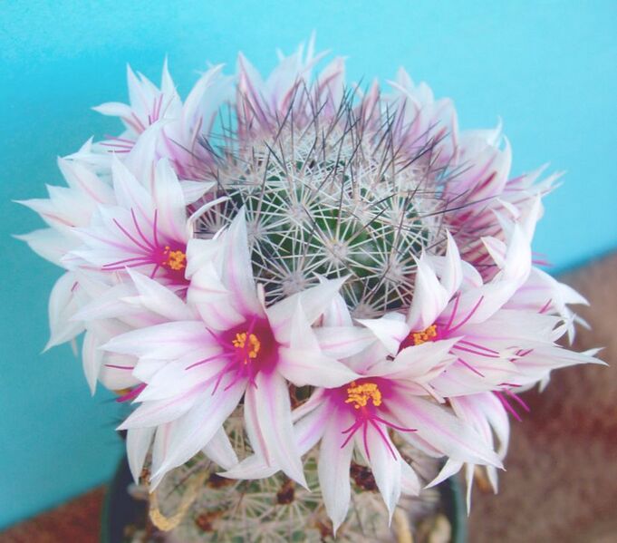 Fájl:Mammillaria albicans subsp albicans-2.jpg
