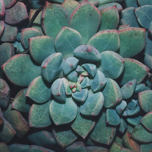 Fájl:Pozsgáslap 078-001.jpg