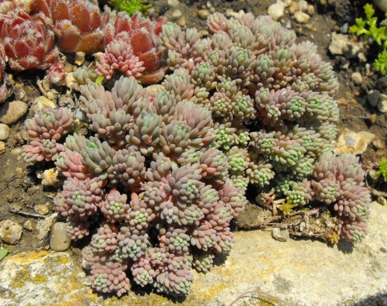 Fájl:Sedum hispanicum-2.jpg