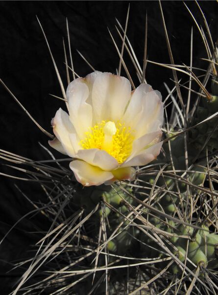 Fájl:Tephrocactus aoracanthus-0.jpg