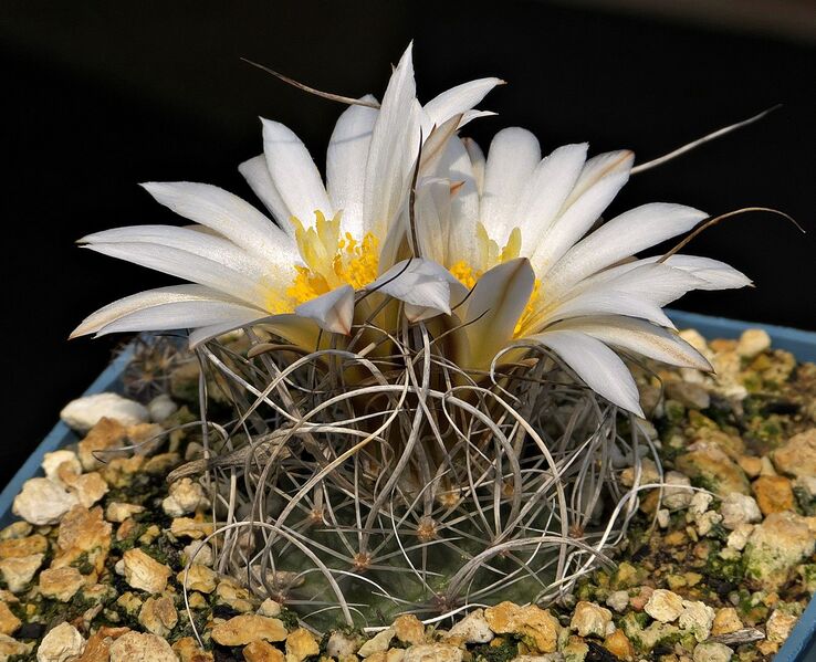 Fájl:Turbinicarpus graminispinus VM817.SzJ 02.jpg