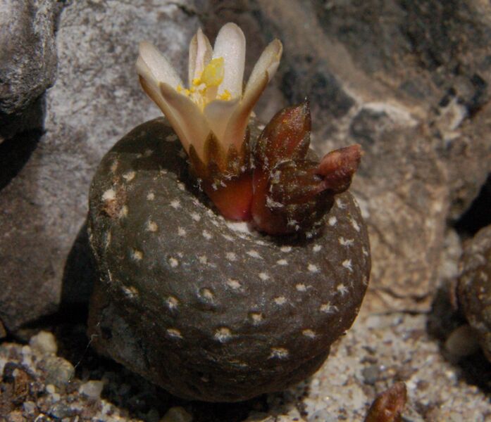 Fájl:Blossfeldia liliputana 04-001.jpg